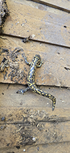 eastern tiger salamander