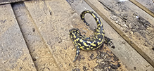 eastern tiger salamander