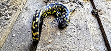 eastern tiger salamander
