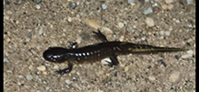 eastern tiger salamander