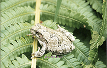 Ameroasian treefrog (Dryophytes sp.)