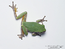 Ameroasian treefrog (Dryophytes sp.)