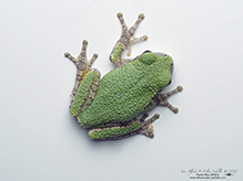 Ameroasian treefrog (Dryophytes sp.)