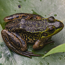 mink frog