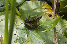 mink frog