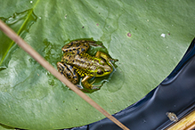 mink frog