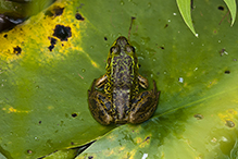 mink frog