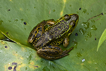 mink frog