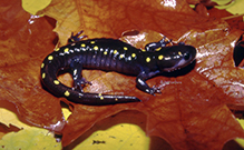 spotted salamander