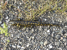 Western Tiger Salamander