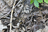 American toad
