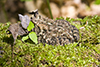 American toad