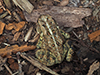 American toad