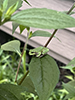 Ameroasian treefrog (Dryophytes sp.)
