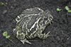 Great Plains toad