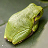 Holarctic treefrog (Dryophytes sp.)