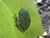 Holarctic Treefrog (Dryophytes sp.)