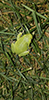 Holarctic Treefrog (Dryophytes sp.)