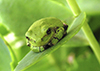 Holarctic Treefrog (Dryophytes sp.)
