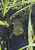 North American Green Frog North American Green Frog