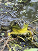 North American Green Frog North American Green Frog