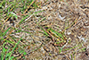 northern leopard frog