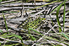 northern leopard frog