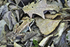 wood frog