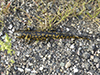 barred tiger salamander