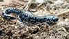 blue-spotted salamander