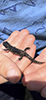 blue-spotted salamander