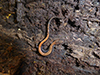 eastern red-backed salamander