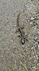 eastern tiger salamander