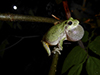 Ameroasian treefrog (Dryophytes sp.)