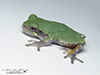 Ameroasian treefrog (Dryophytes sp.)