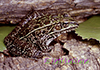 northern leopard frog