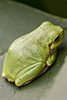 gray treefrog, exact species undetermined