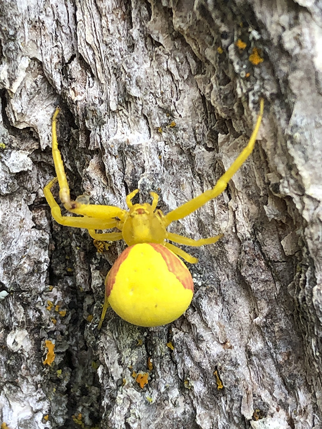 Goldenrod Crab Stock Photo Of Goldenrod Crab Spider Misumena Vatia 
