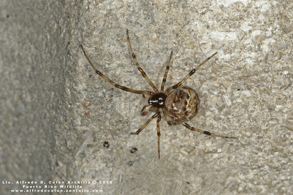 Spiders in corners, Part 1: Common house spider, <i>Parasteatoda  tepidariorum</i> — Bug of the Week