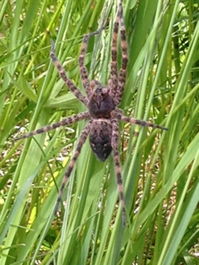 Minnesota Seasons - dark fishing spider