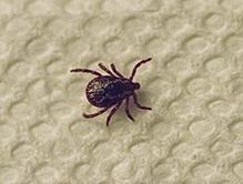 American dog tick