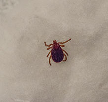 American dog tick