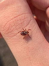 American dog tick