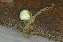 American green crab spider
