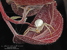American green crab spider