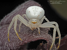 American green crab spider