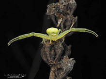 American green crab spider