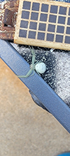 American green crab spider