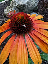 American green crab spider