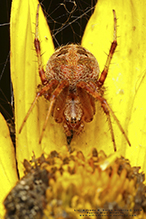 arabesque orbweaver